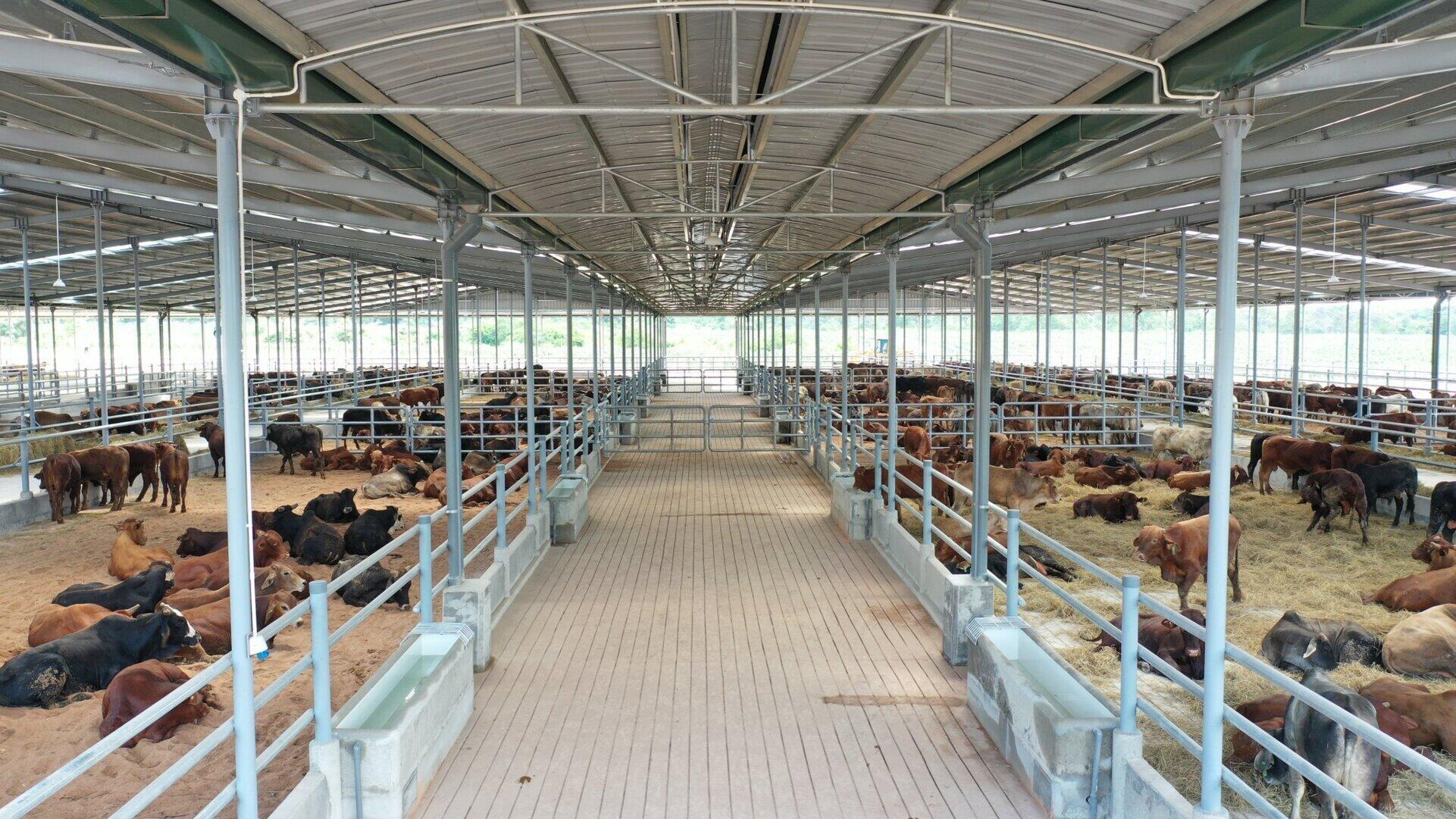 Đàn bò tại trang trại Ia Puch và quy trình chăm sóc đặc biệt 2