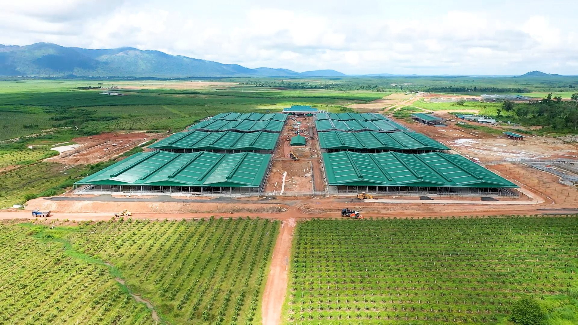 Đàn bò tại trang trại Ia Puch và quy trình chăm sóc đặc biệt 3
