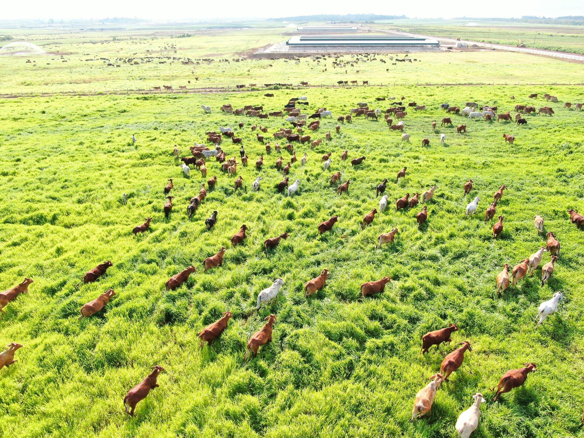 Cows in Ia Puch farm and special caring process