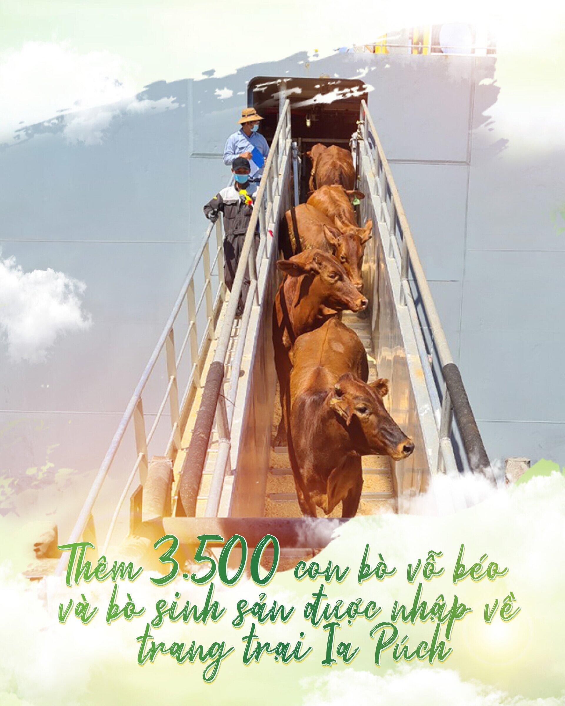 3,500 fattening and breeding cattles were imported to Ia Puch farm