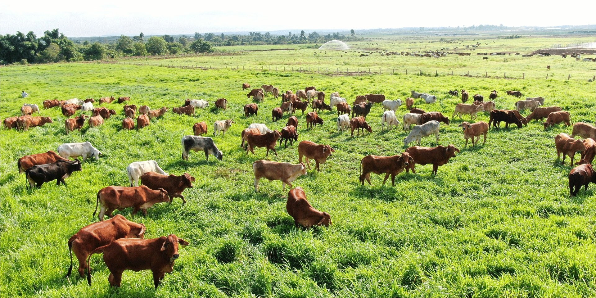 THACO AGRI invests in Cattle Breeding Industry – Enhances Vietnam’s agriculture