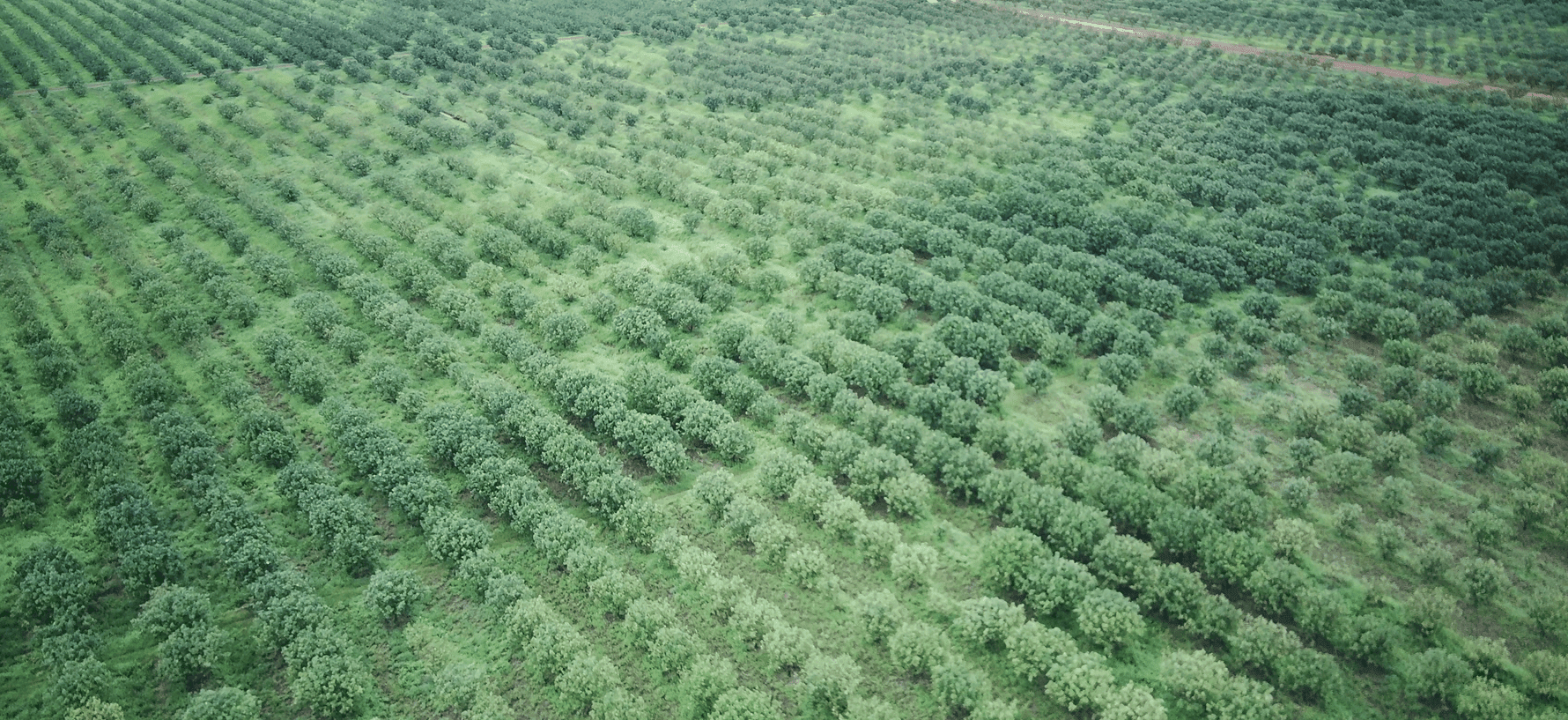 Koun Mom Complex cultivates and harvests green-skin pomelos