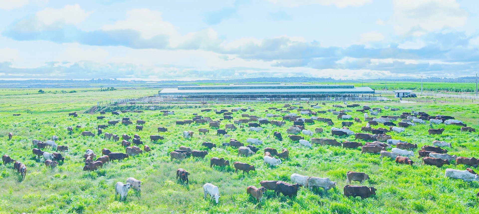 THACO AGRI imports more than 3,000 cattle from Australia
