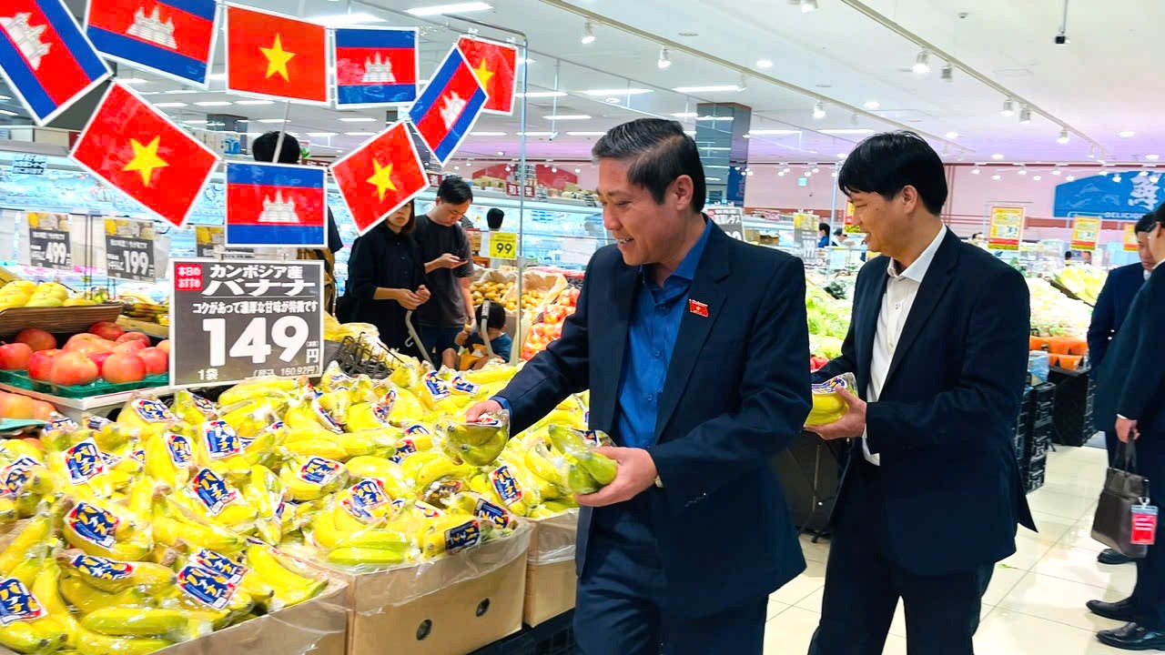 Sau 2 năm triển khai xuất khẩu chuối già Nam Mỹ vào thị trường Nhật Bản, sản phẩm chuối THACO AGRI n...
