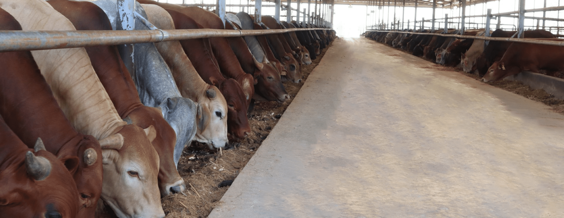 THACO AGRI provides the best quality fattening cows on the market