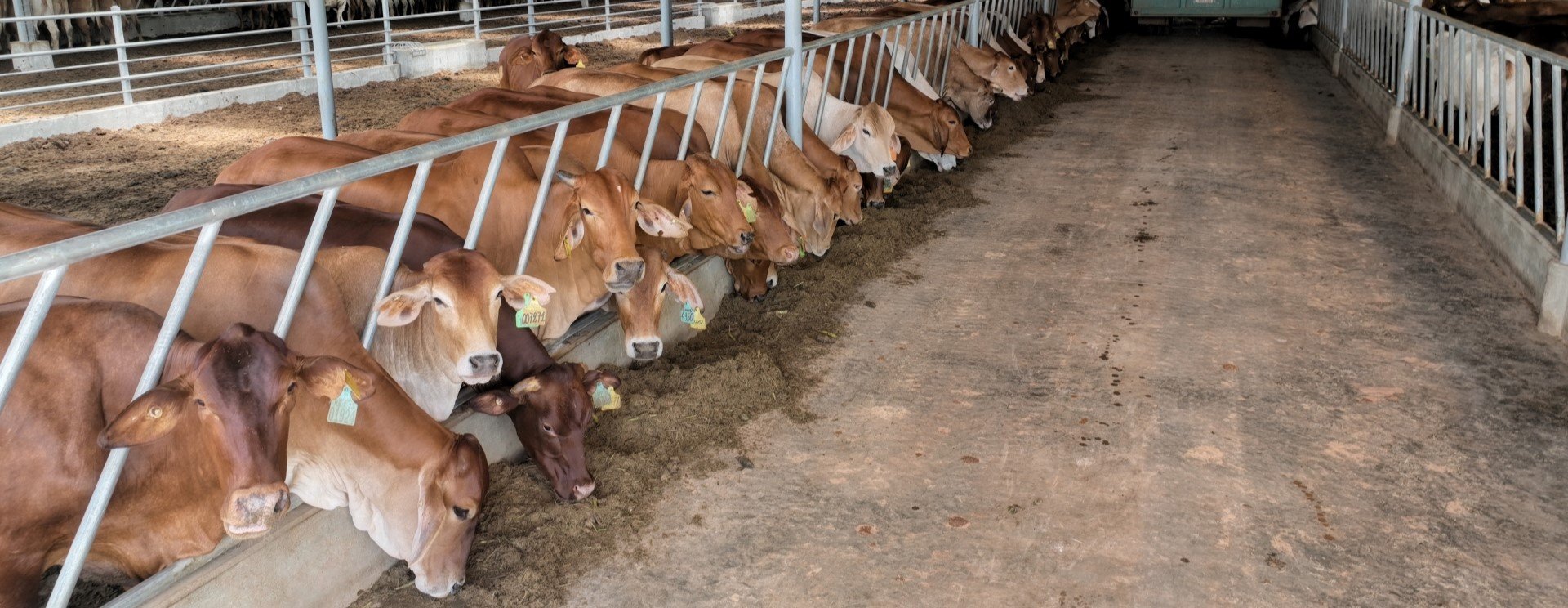 THACO AGRI vận chuyển 1.600 con bò đến KLH HAGL Agrico Lào