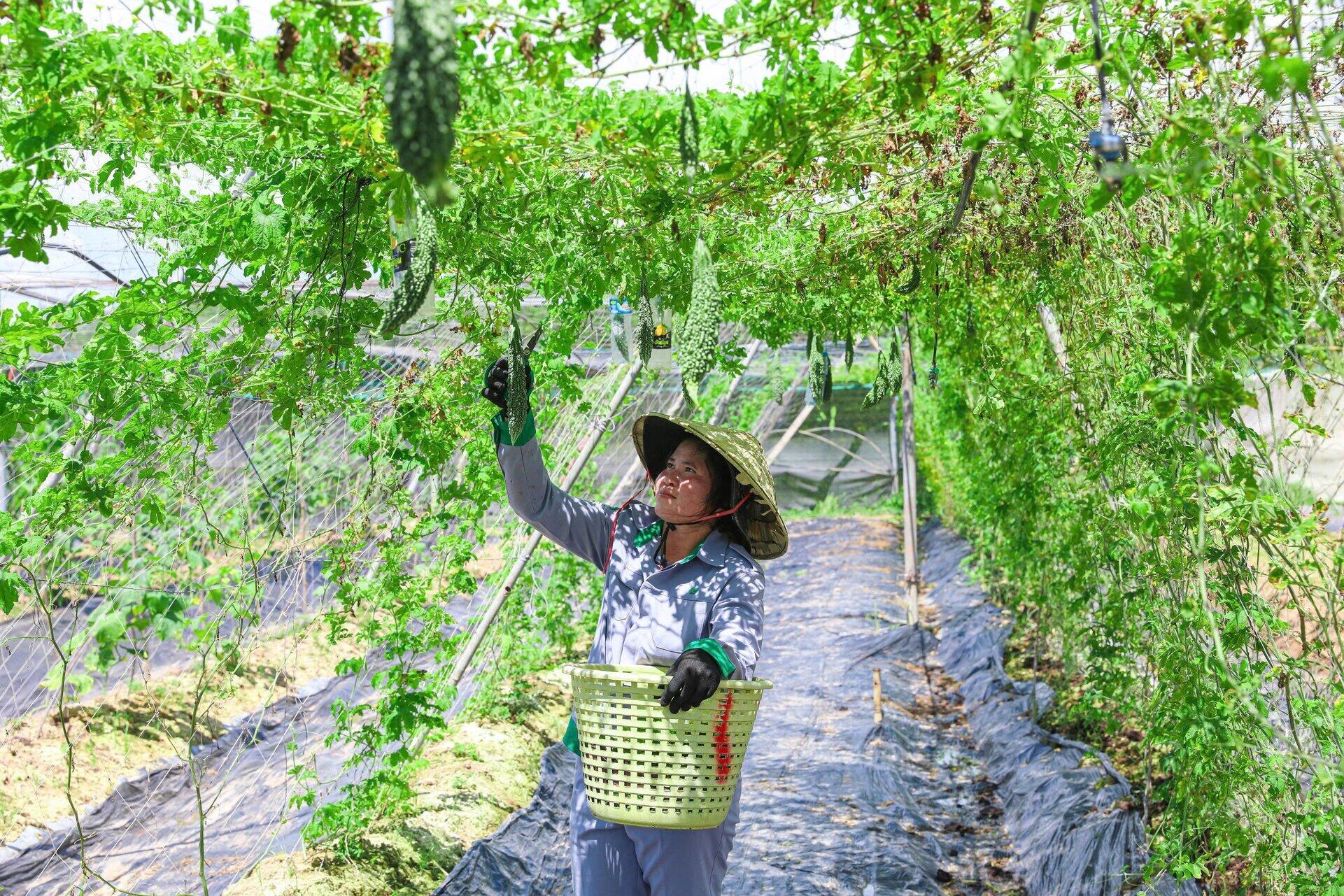 Vườn rau xanh giữa đất Lào