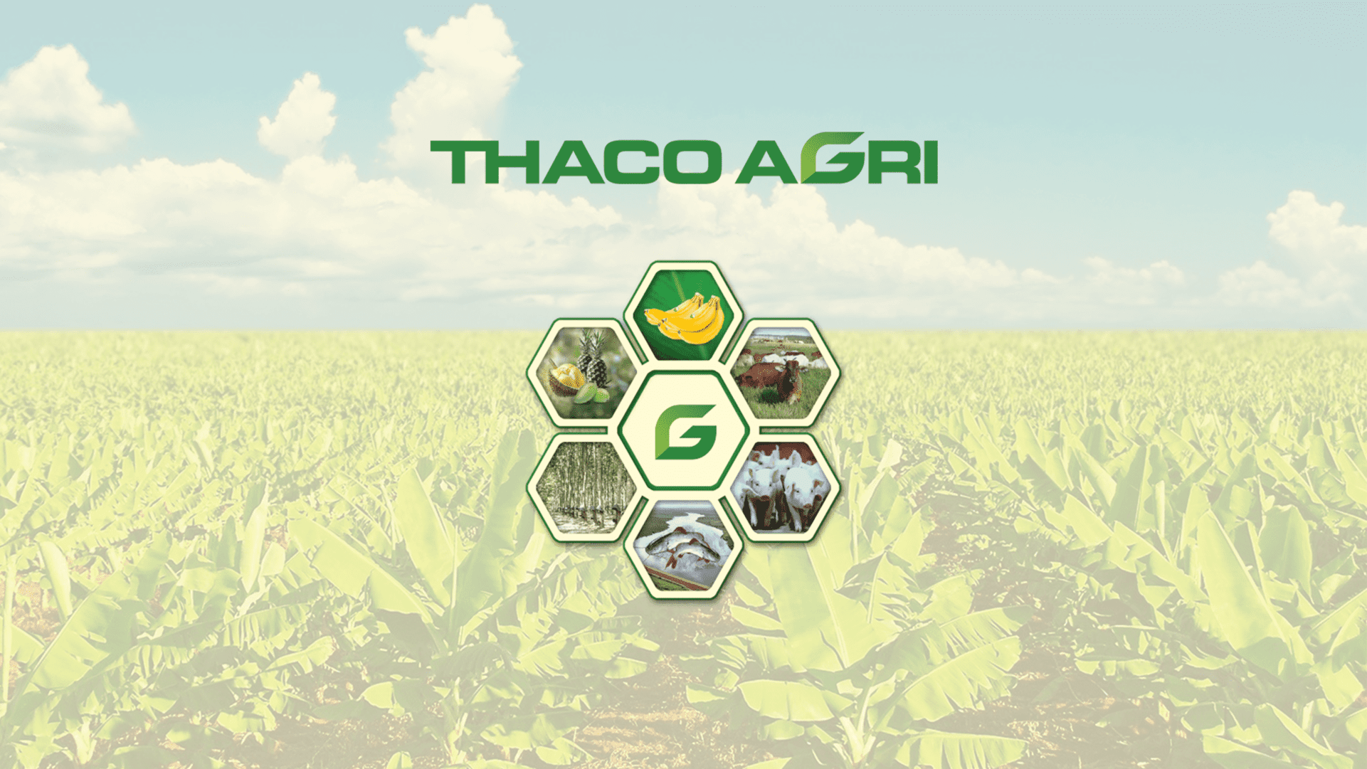 THACO AGRI - A MEMBER OF THACO GROUP