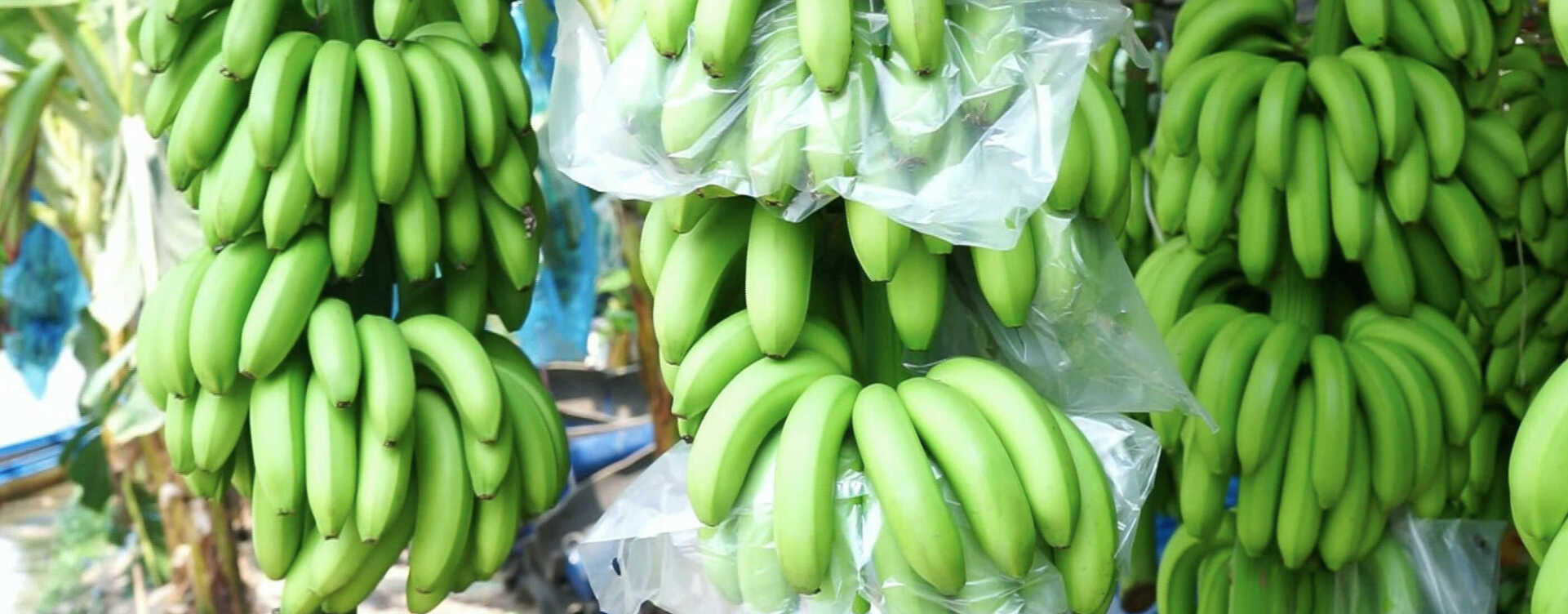 AMBITIONS OF THE LARGEST BANANA EXPORTER IN SOUTHEAST ASIA